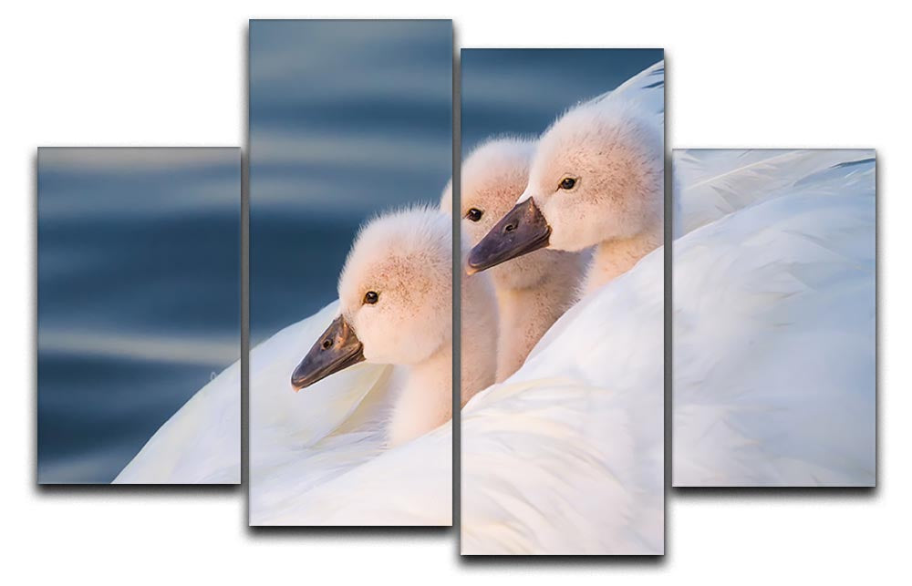 Three White Swans 4 Split Panel Canvas